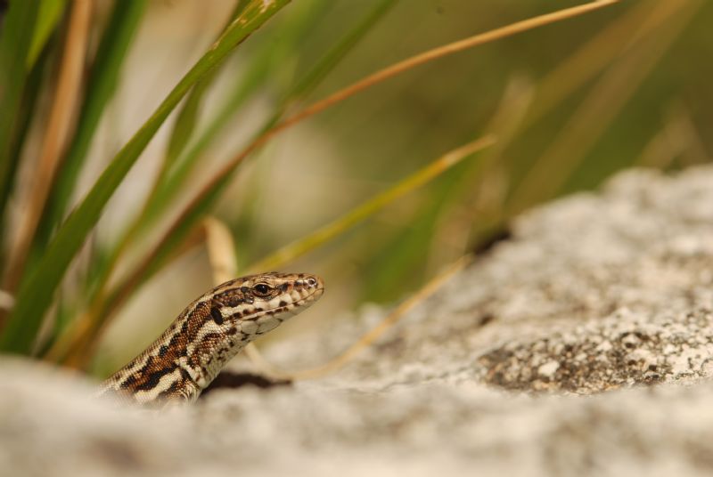 Vipera ursini e Podarcis muralis